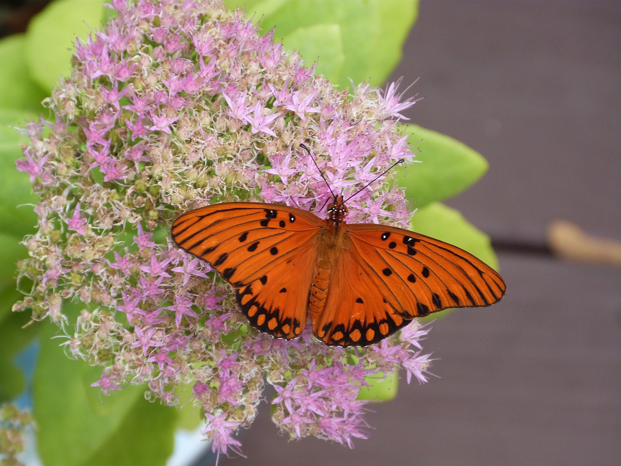 kalanchoe flower butterfly free photo