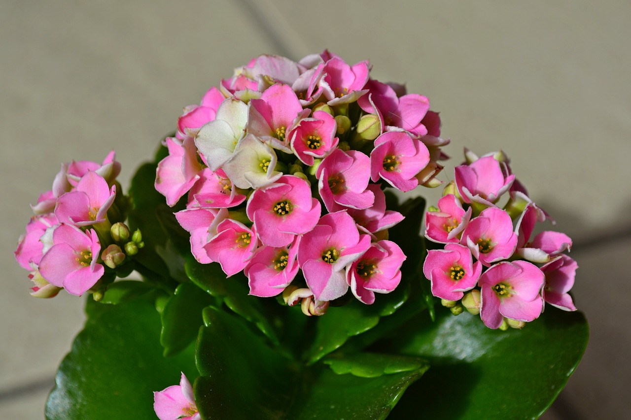 kalanchoe flowers pink flowers free photo