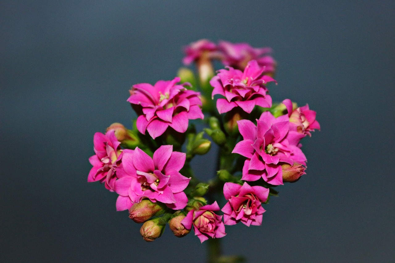 kalanchoe spring pink free photo