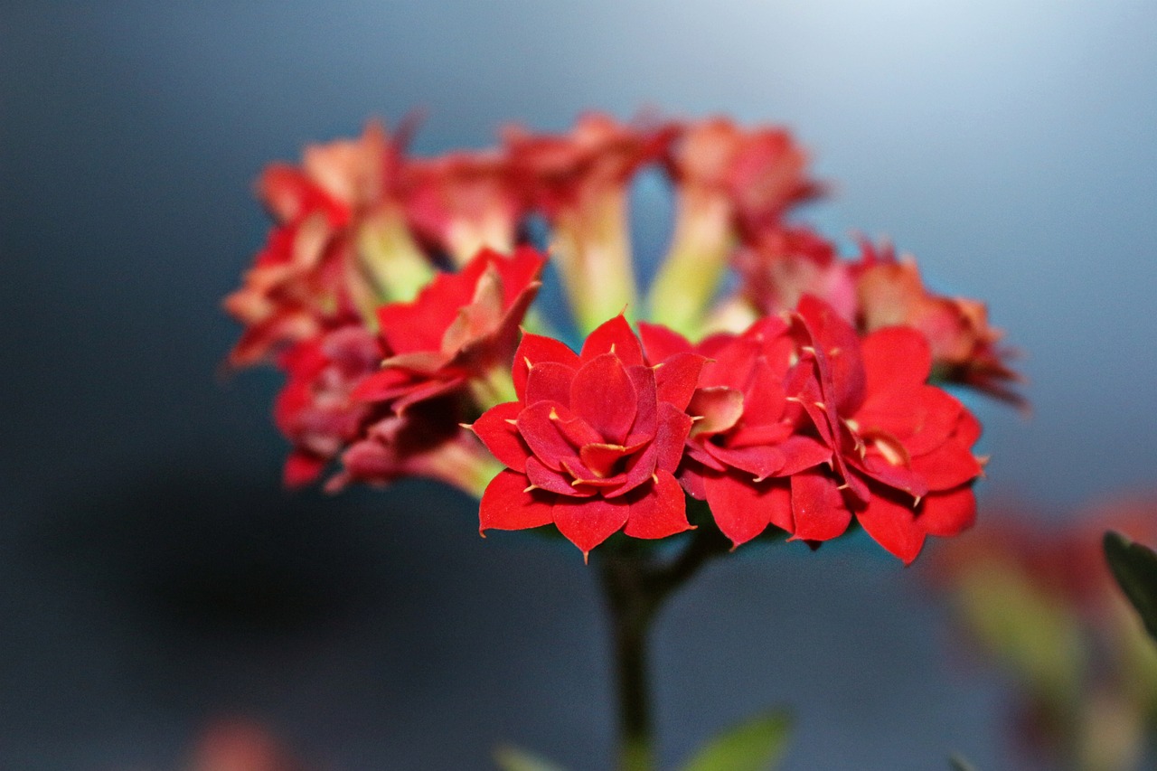 kalanchoe flowers spring free photo