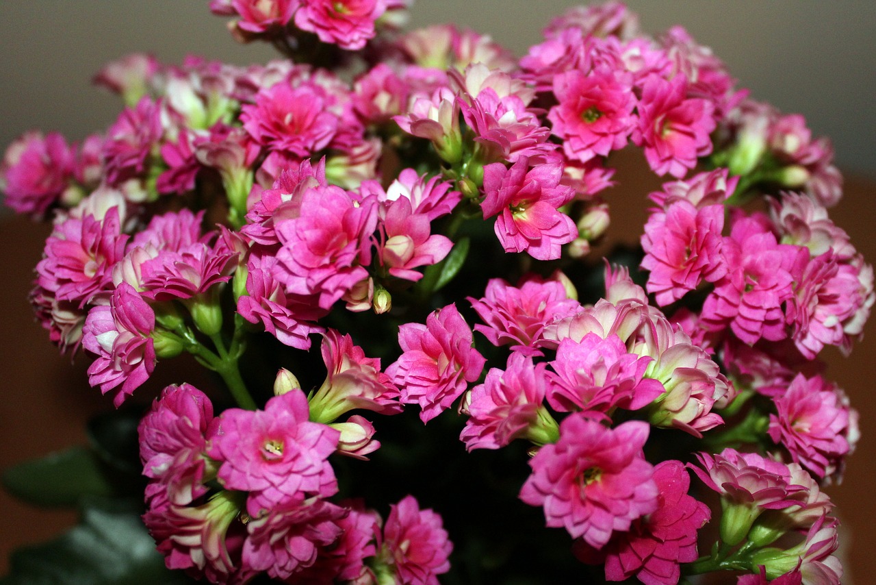 kalanchoe flowerpots pink free photo