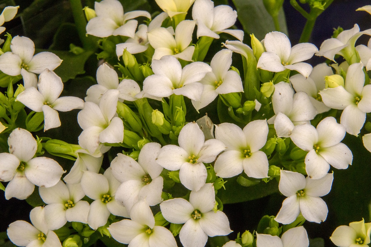 kalanchoe  flower  nature free photo