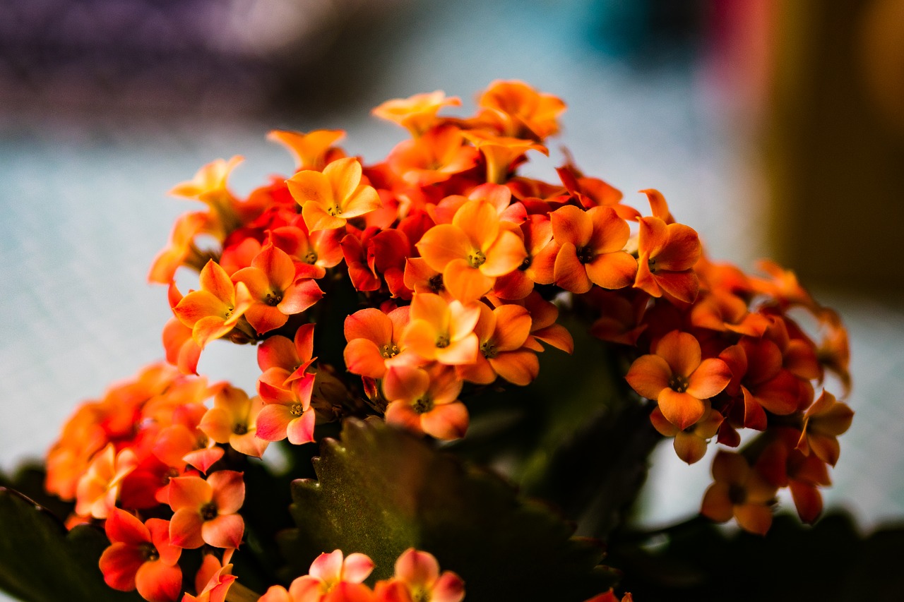 kalanchoe  flower  spring free photo