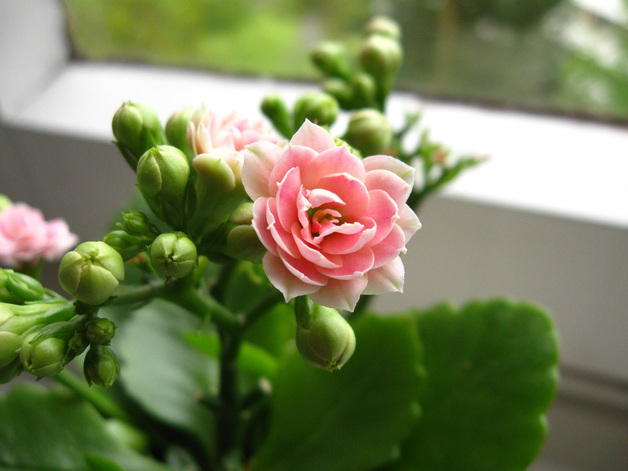 kalanchoe  flower  pink free photo