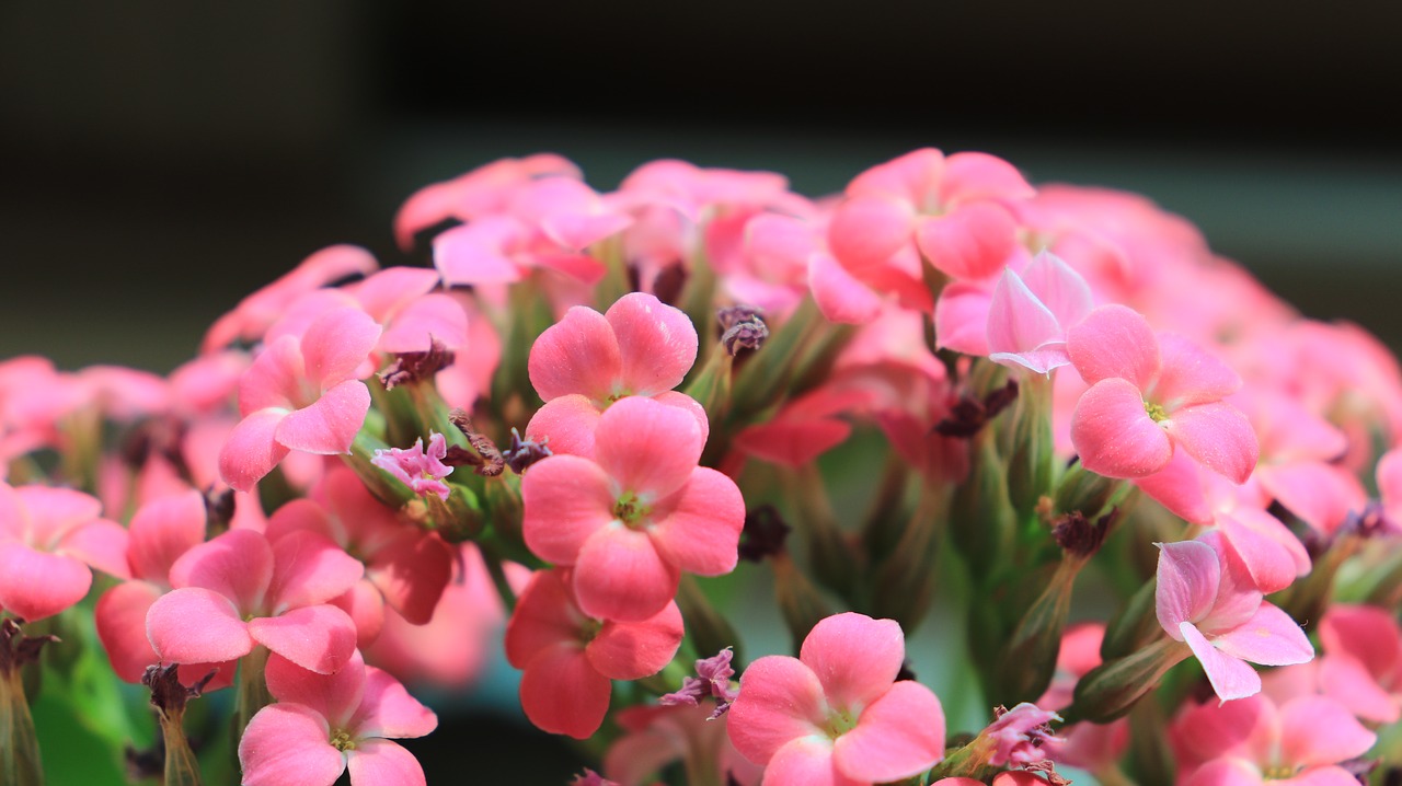 kalanchoe  blossom  pink free photo