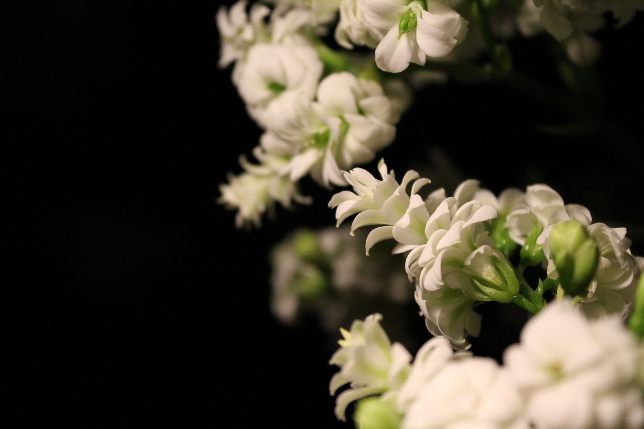 kalanchoe  blossom  bloom free photo