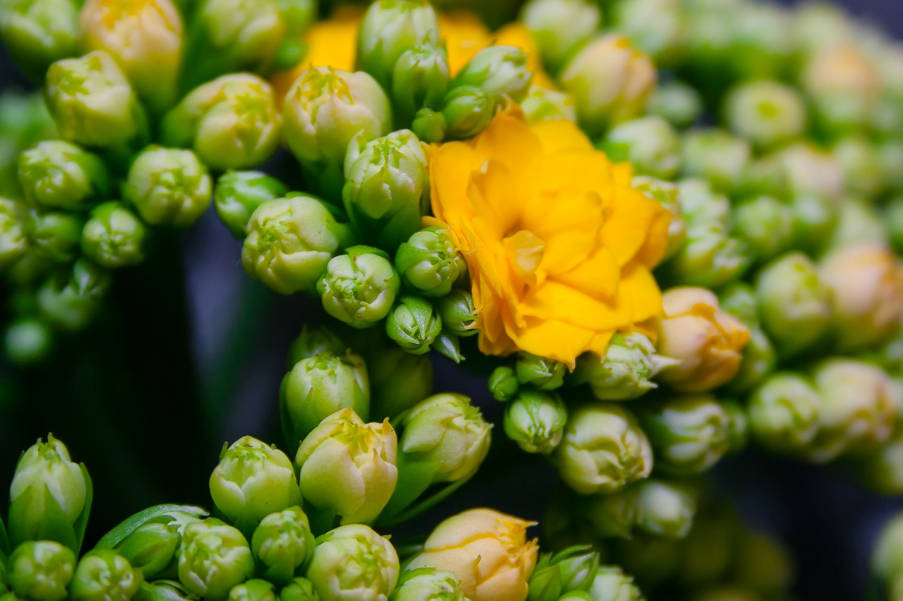 kalanchoe blossom bloom free photo