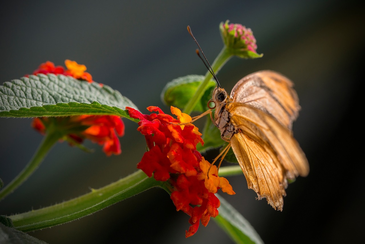 kalanchoe flower butterfly free photo