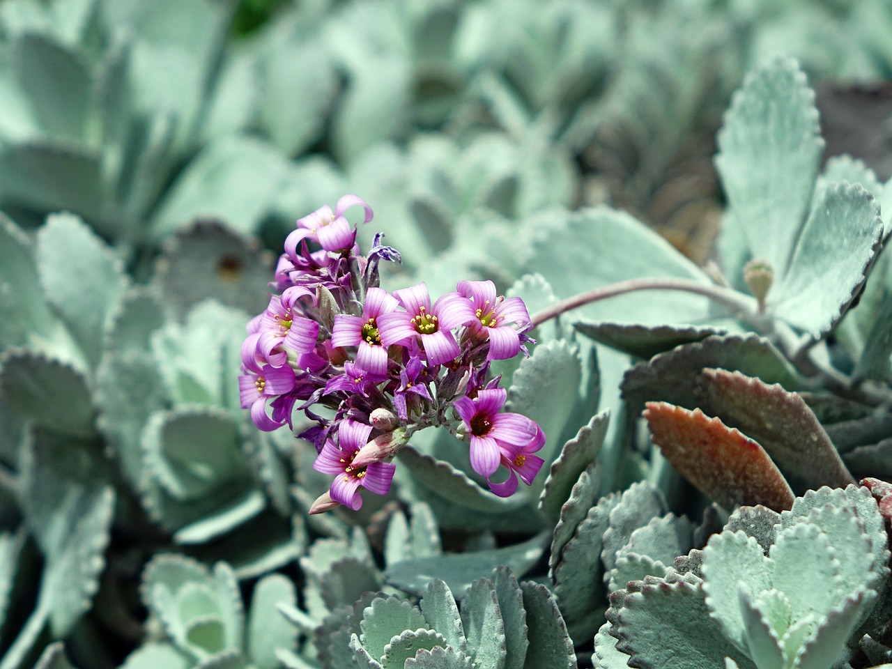 kalanchoe pumila cactus desert free photo