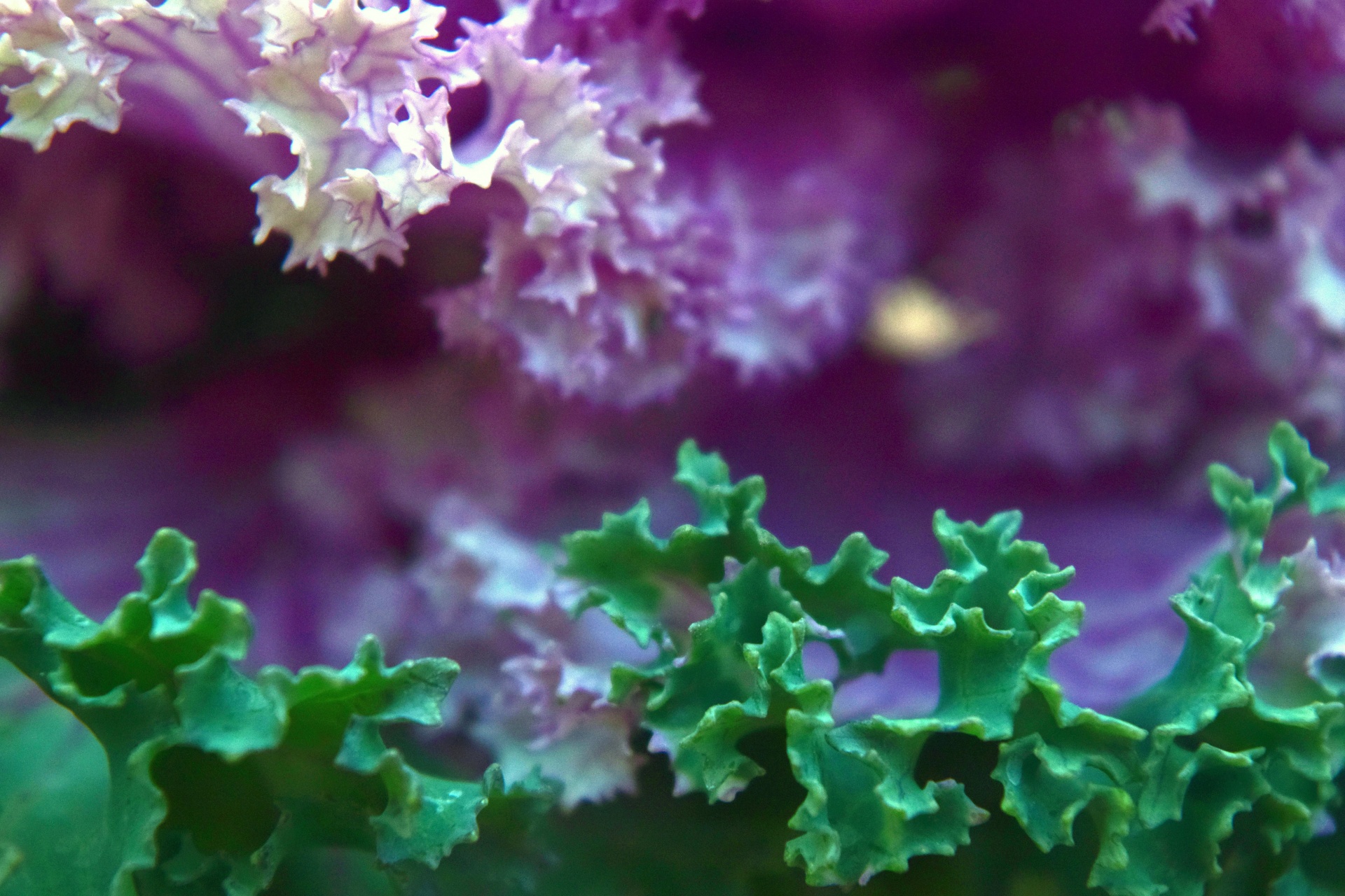 ornamental kale plant free photo