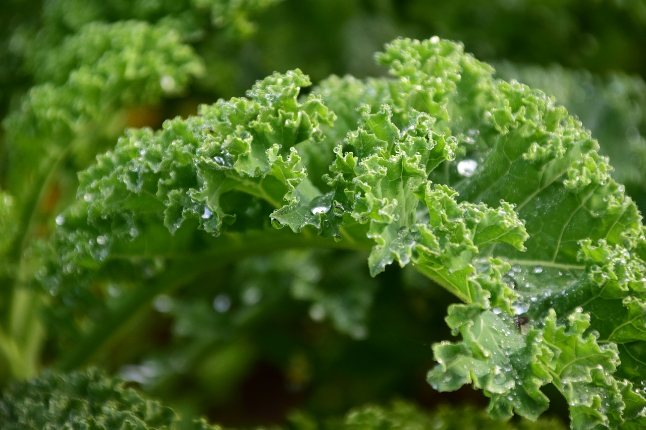 kale green leaves free photo