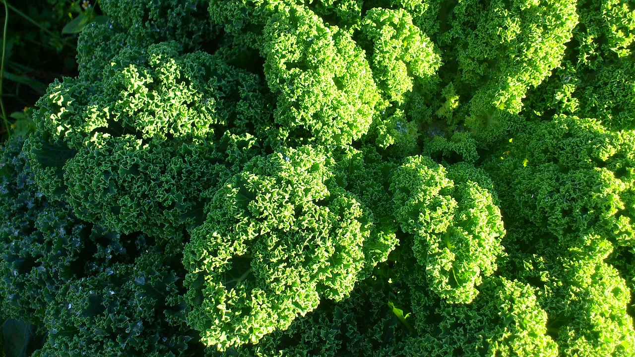 kale vegetables winter vegetables free photo