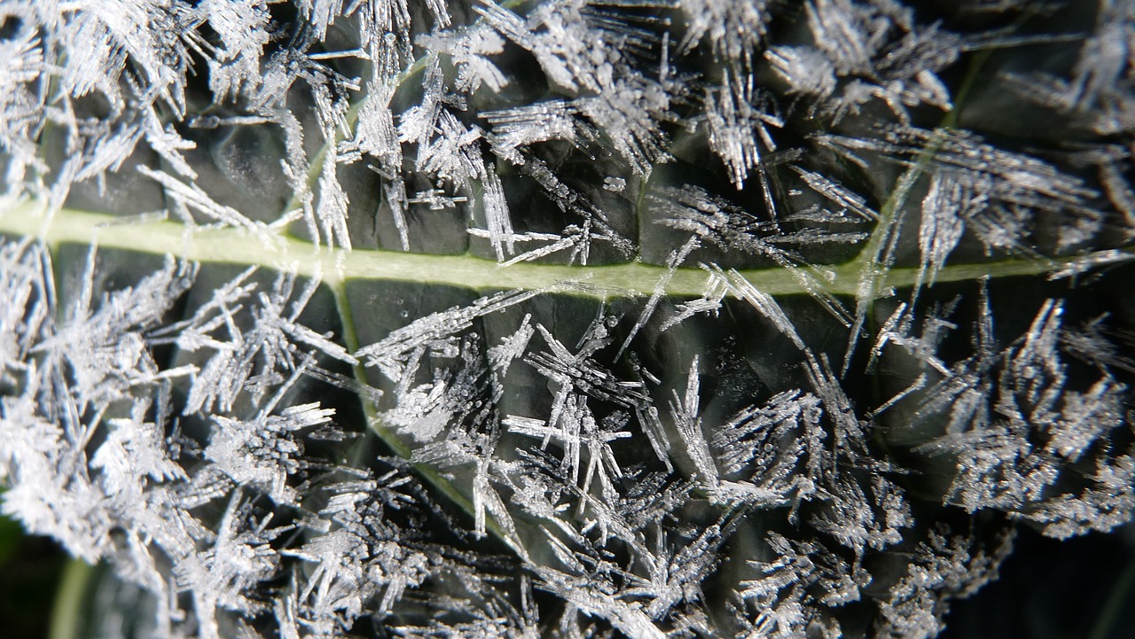 kale leaf frosty free photo