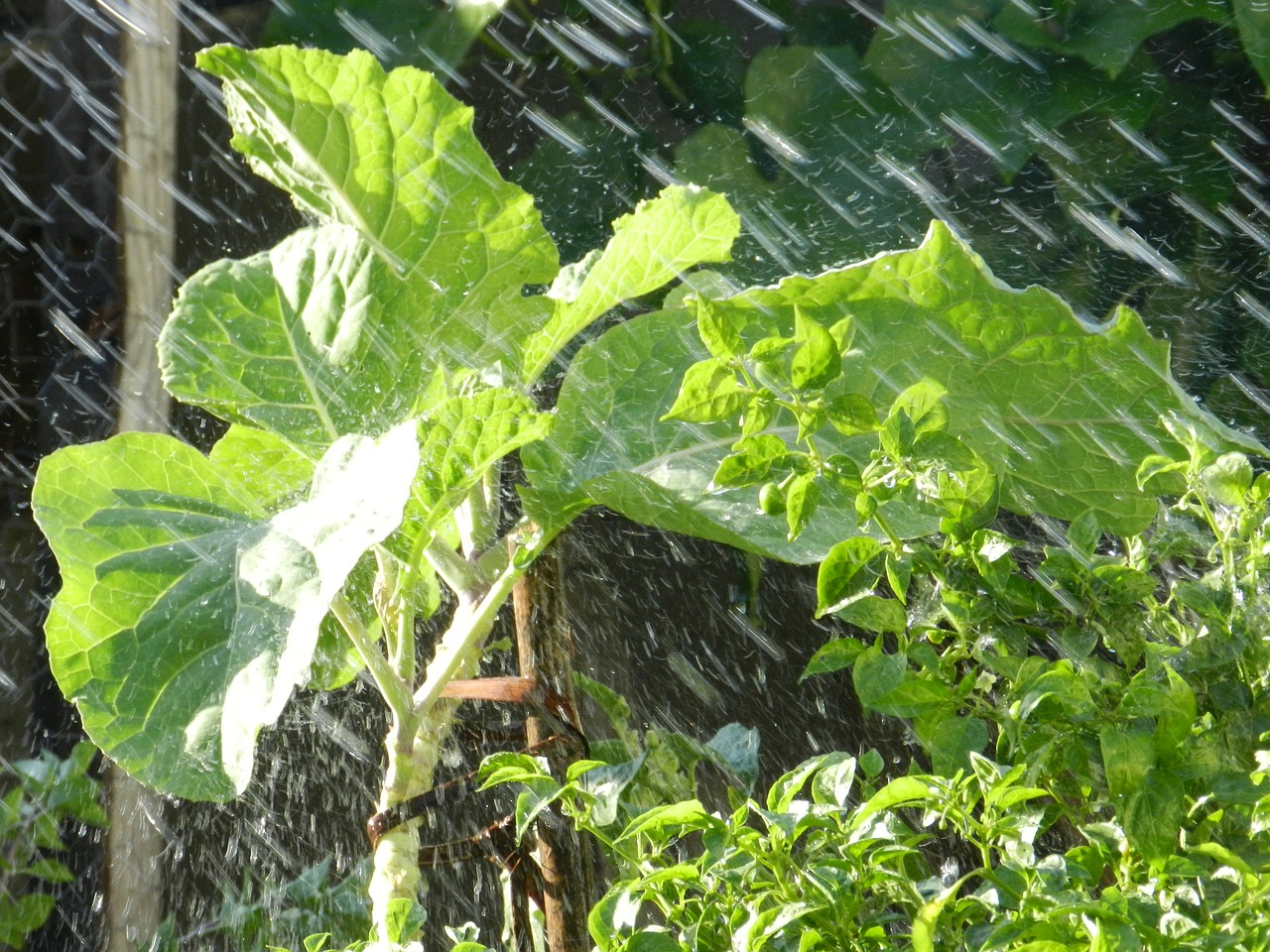 kale rain verdura free photo