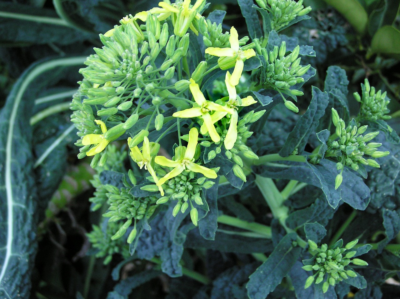 kale vegetable flowering free photo