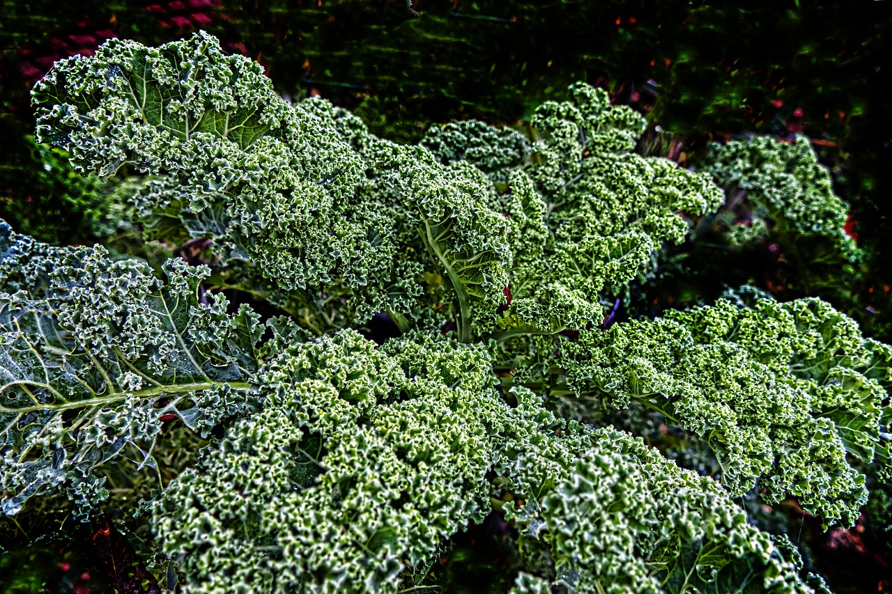 kale brown cabbage krauskohl free photo