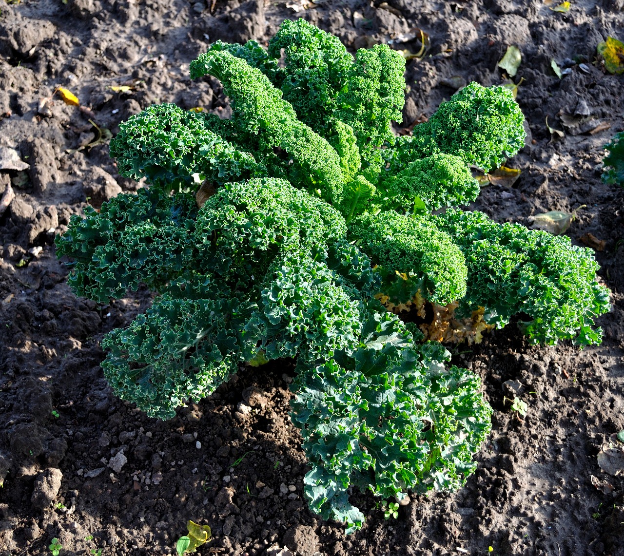 kale vegetables vegetable plant free photo