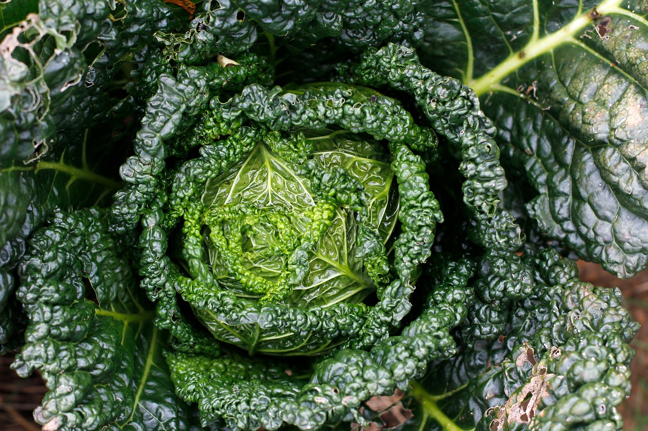 kale bio healthy free photo