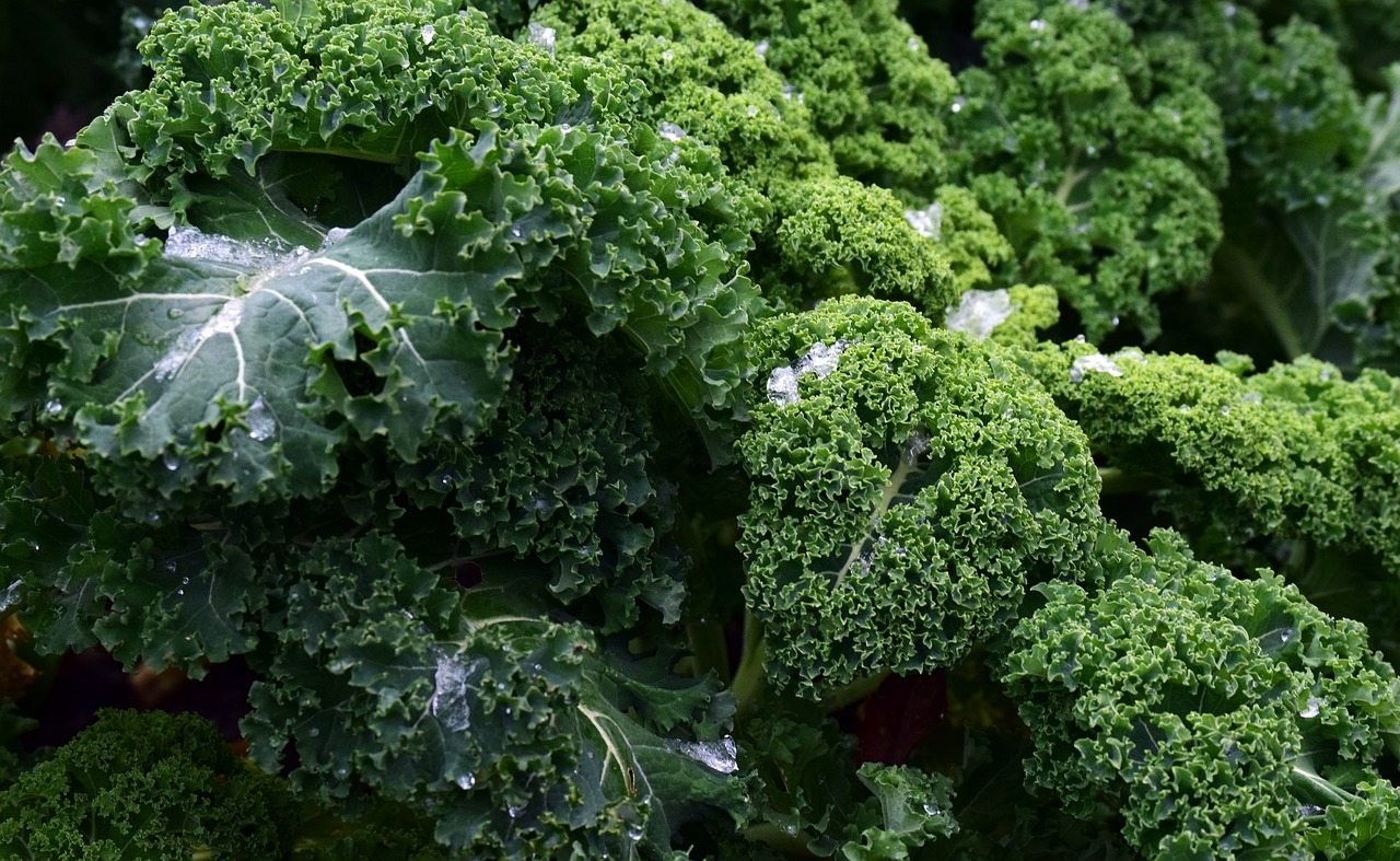 kale frost vegetables free photo
