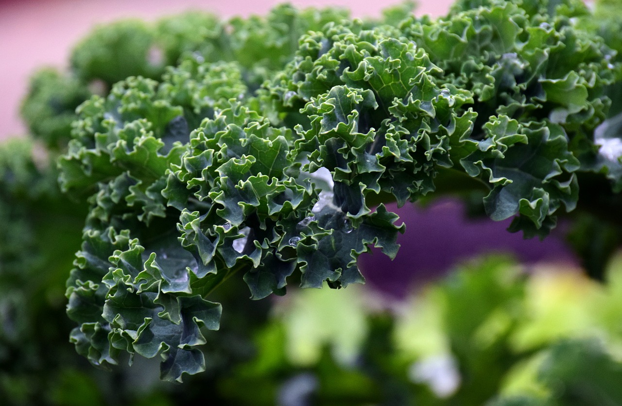 kale frost vegetables free photo