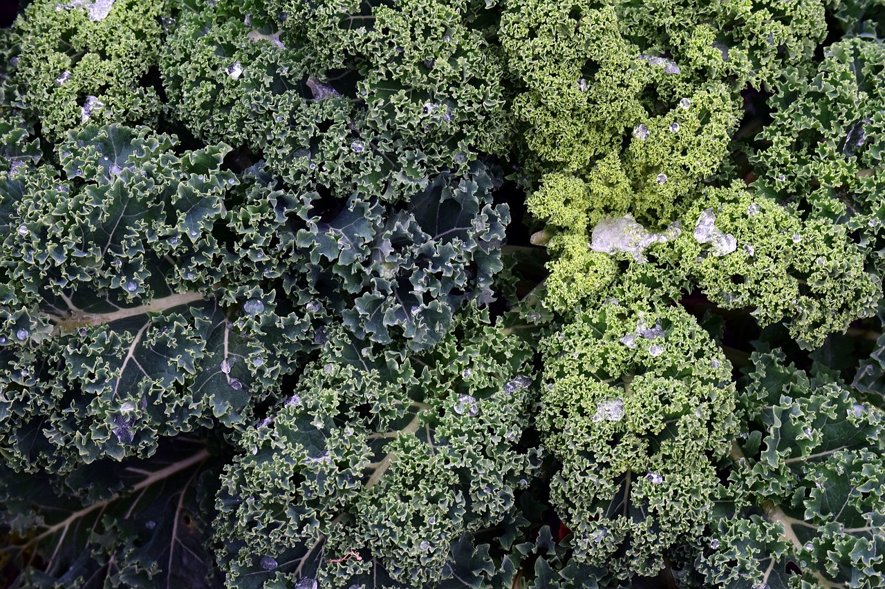 kale frost vegetables free photo