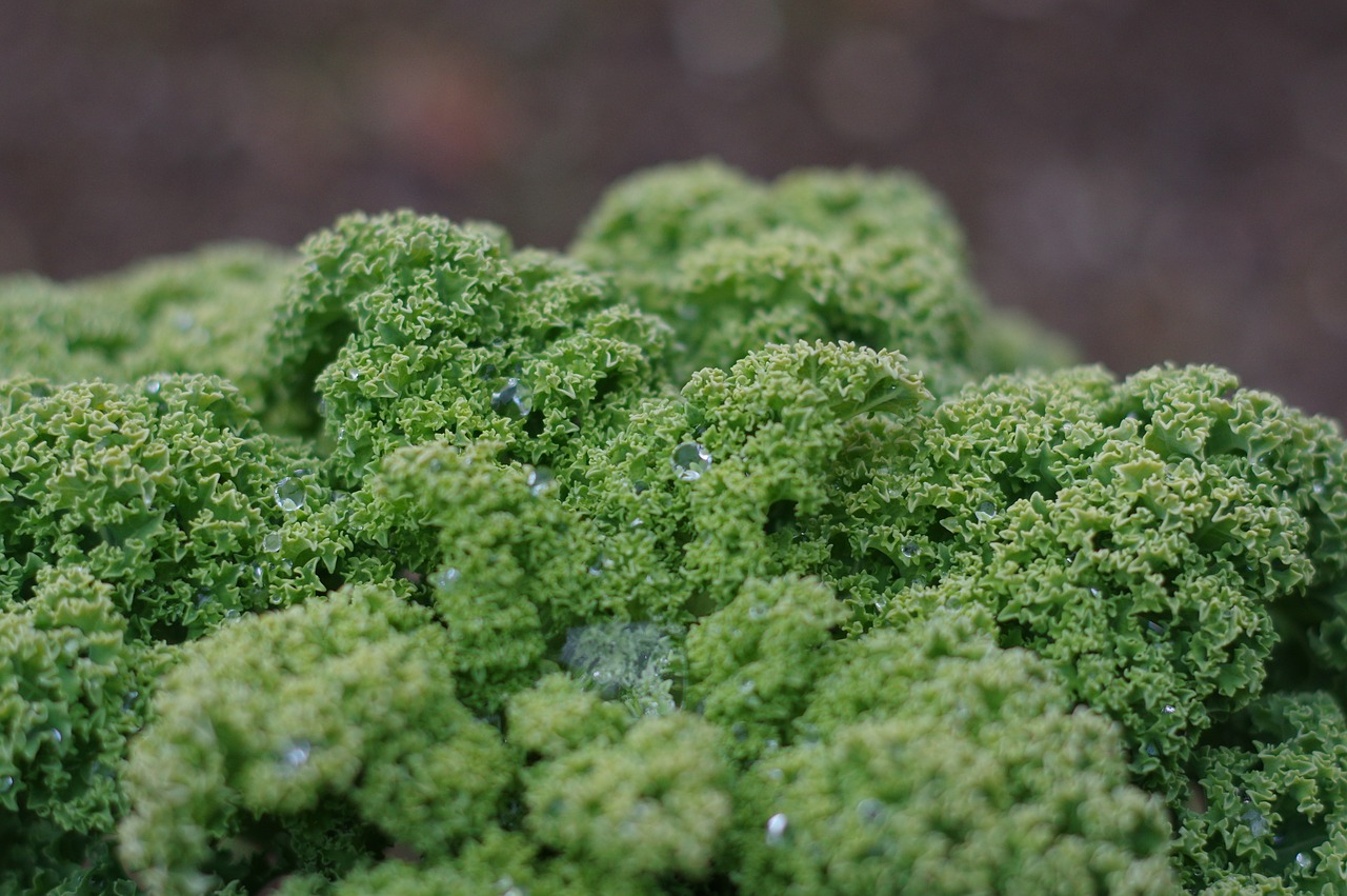 kale water drop agriculture free photo