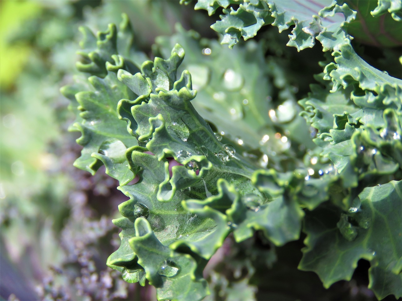 kale  flora  leaf free photo