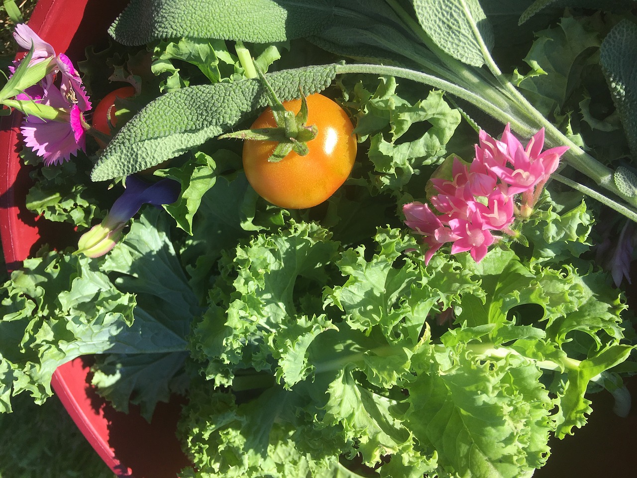 kale  garden  harvest free photo