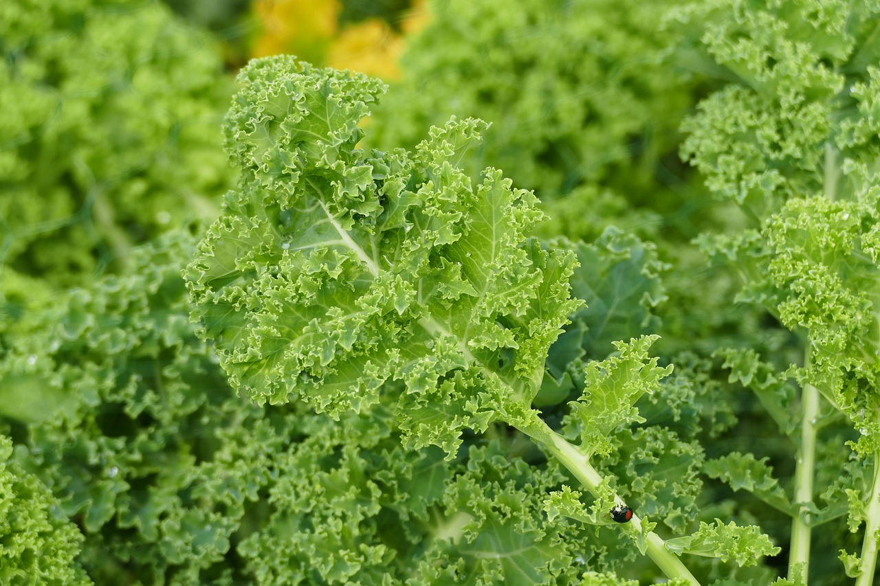 kale  garden  vegetables free photo