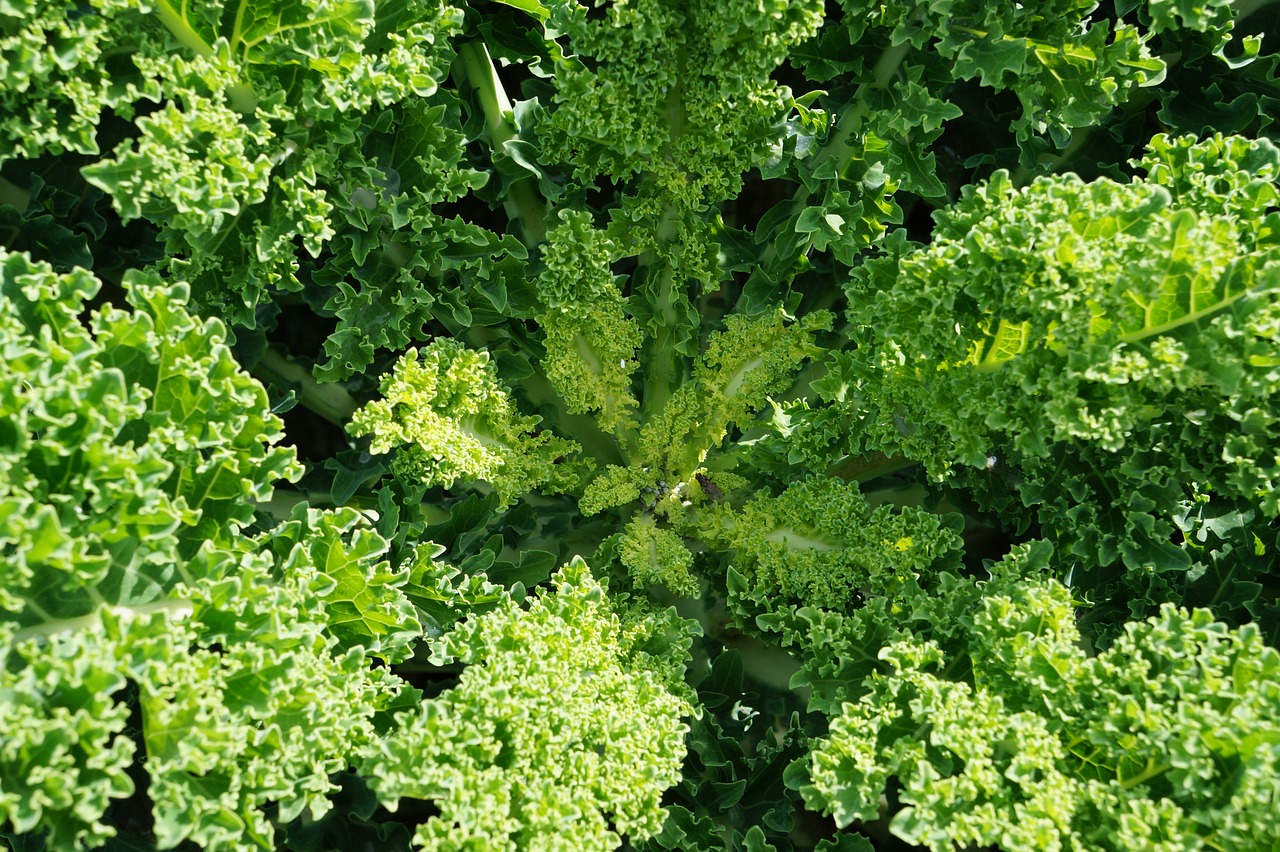 kale  healthy  vegetables free photo