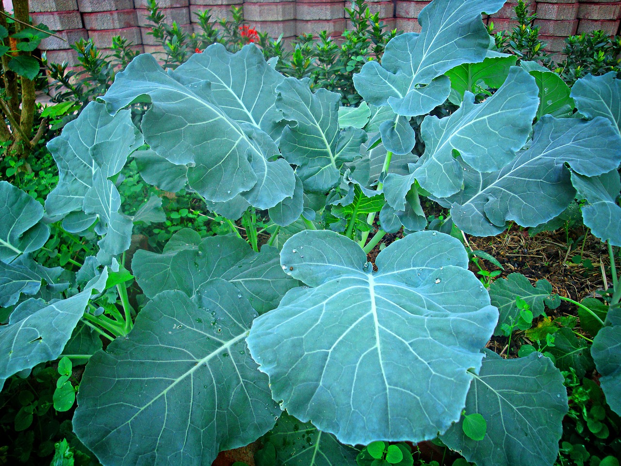 kale vegetable green free photo