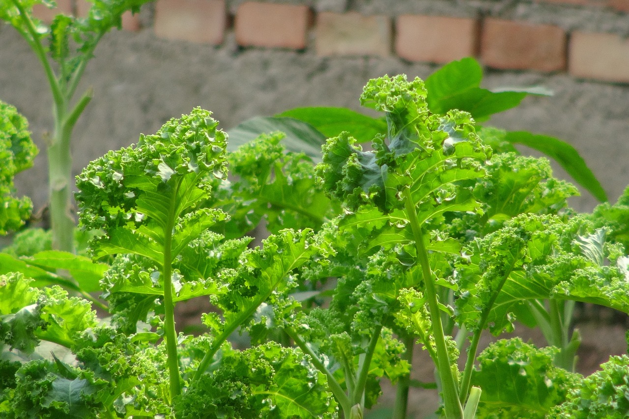 kale salad leaves free photo