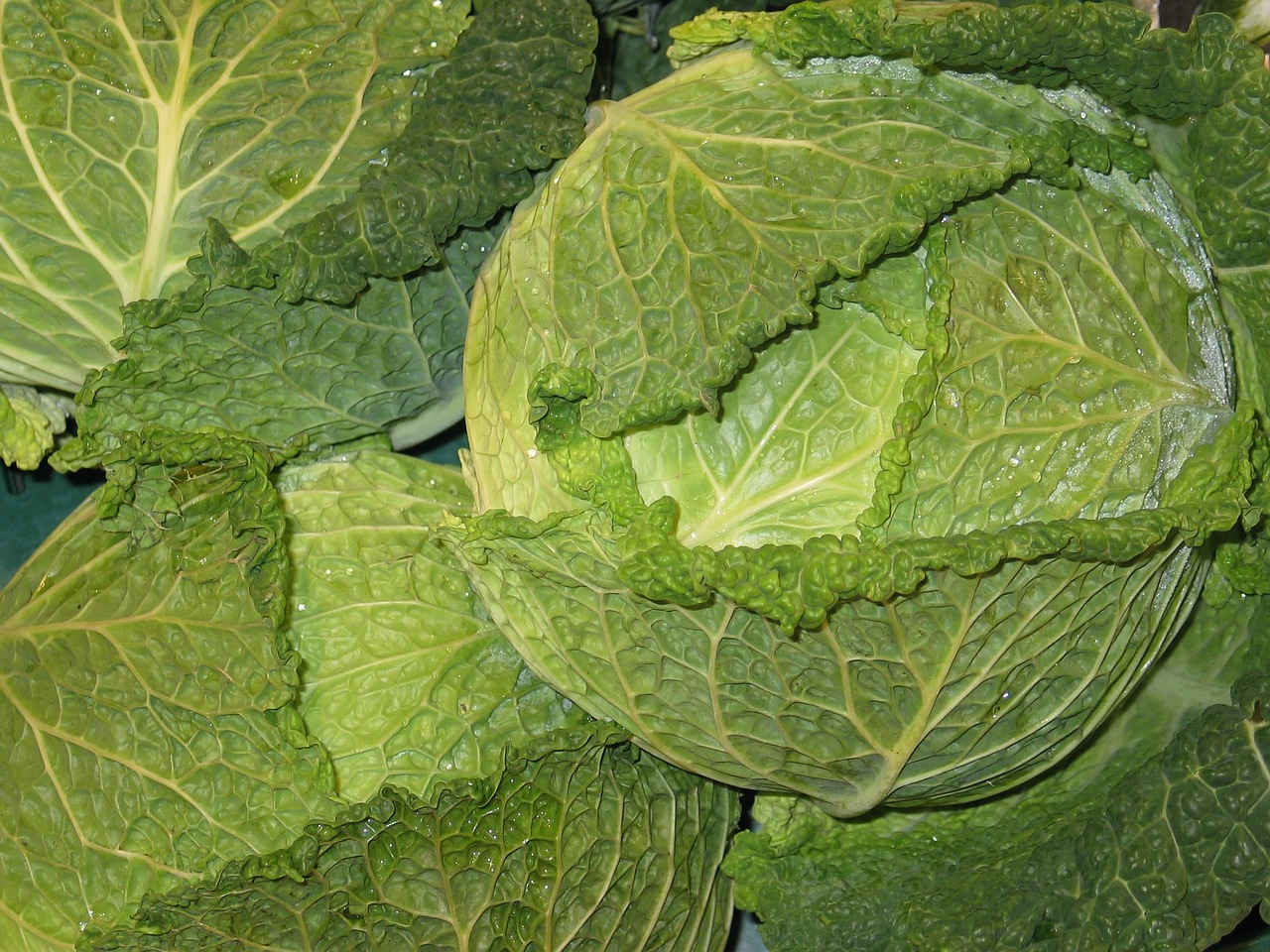 kale cabbage food free photo