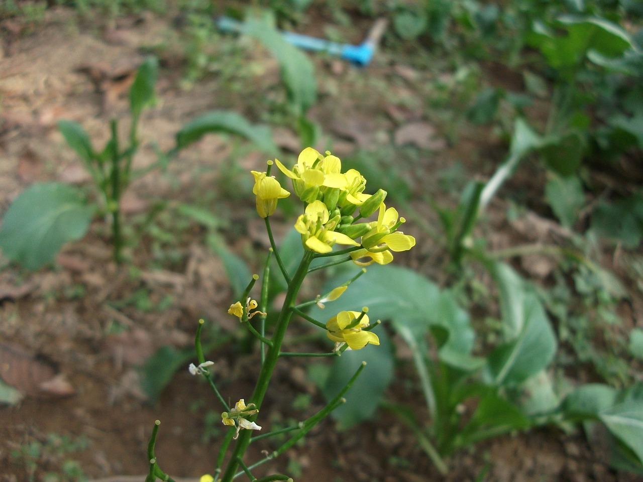 kale kitchen garden vegetables green free photo