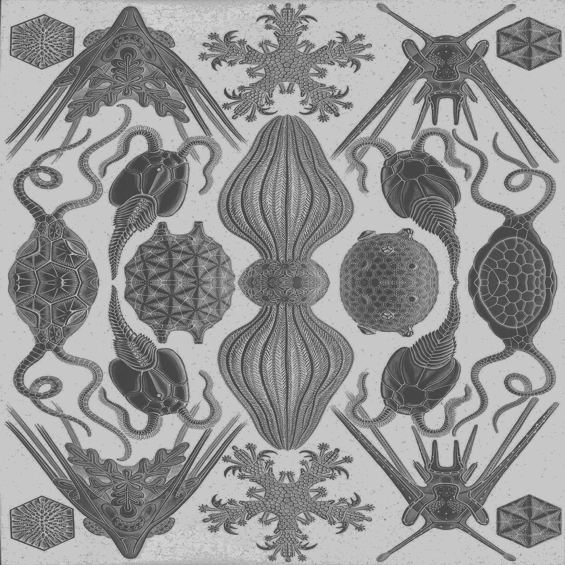 kaleidoscope symmetric animals free photo
