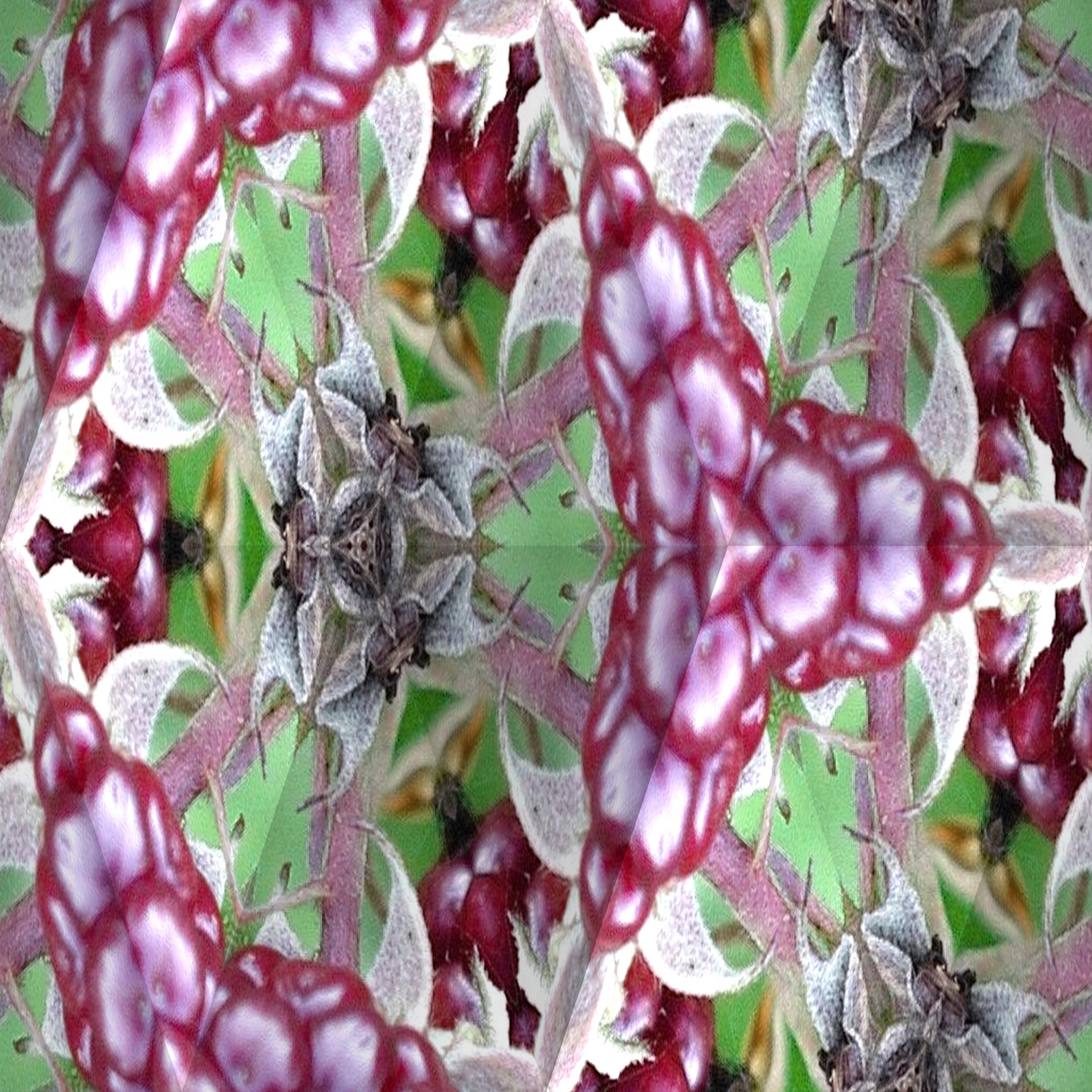 berries kaleidoscope art free photo