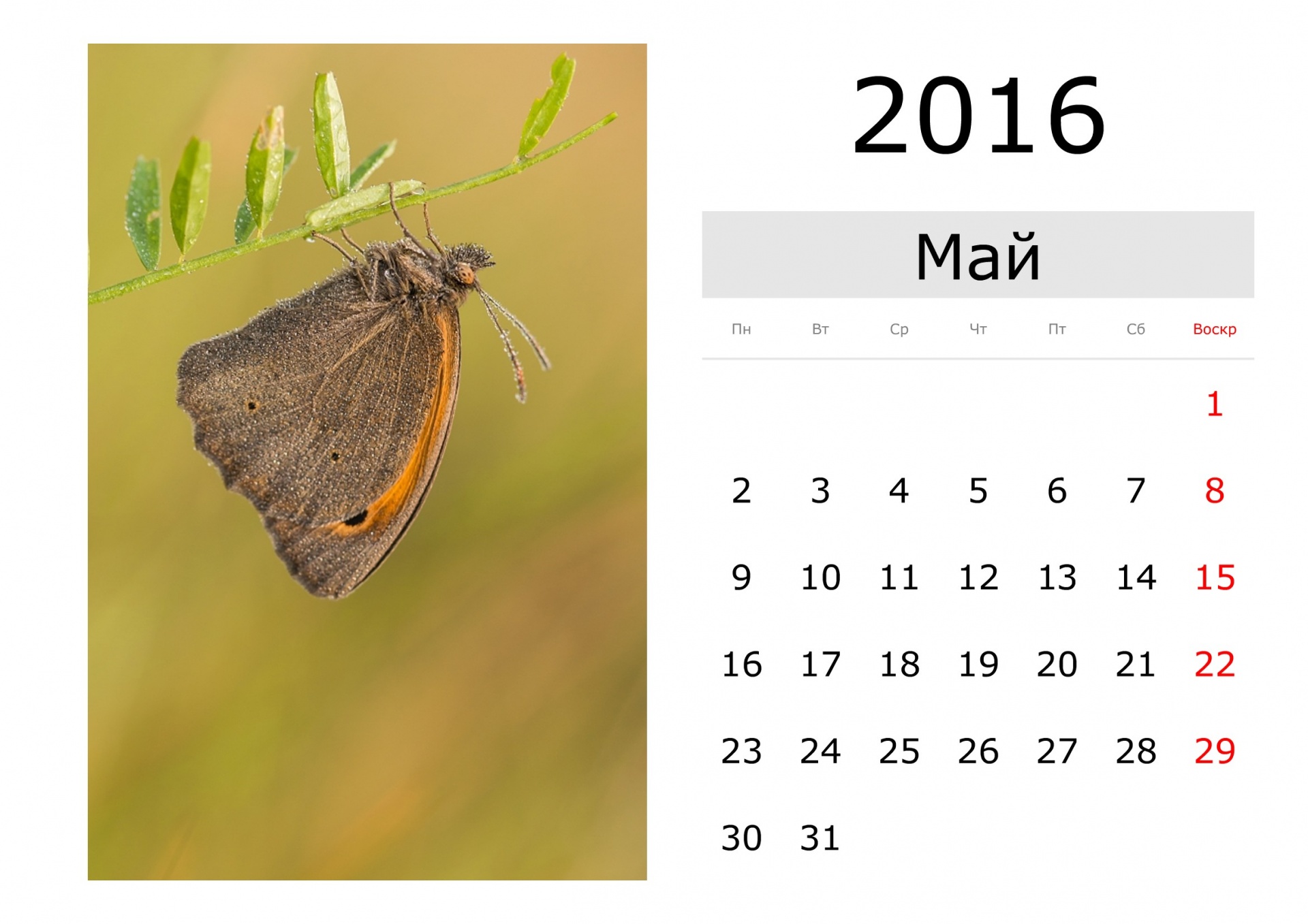 Календарь апрель май 24. Календарь май. Май 2016 календарь. Календарь на английском. Календарик на май.