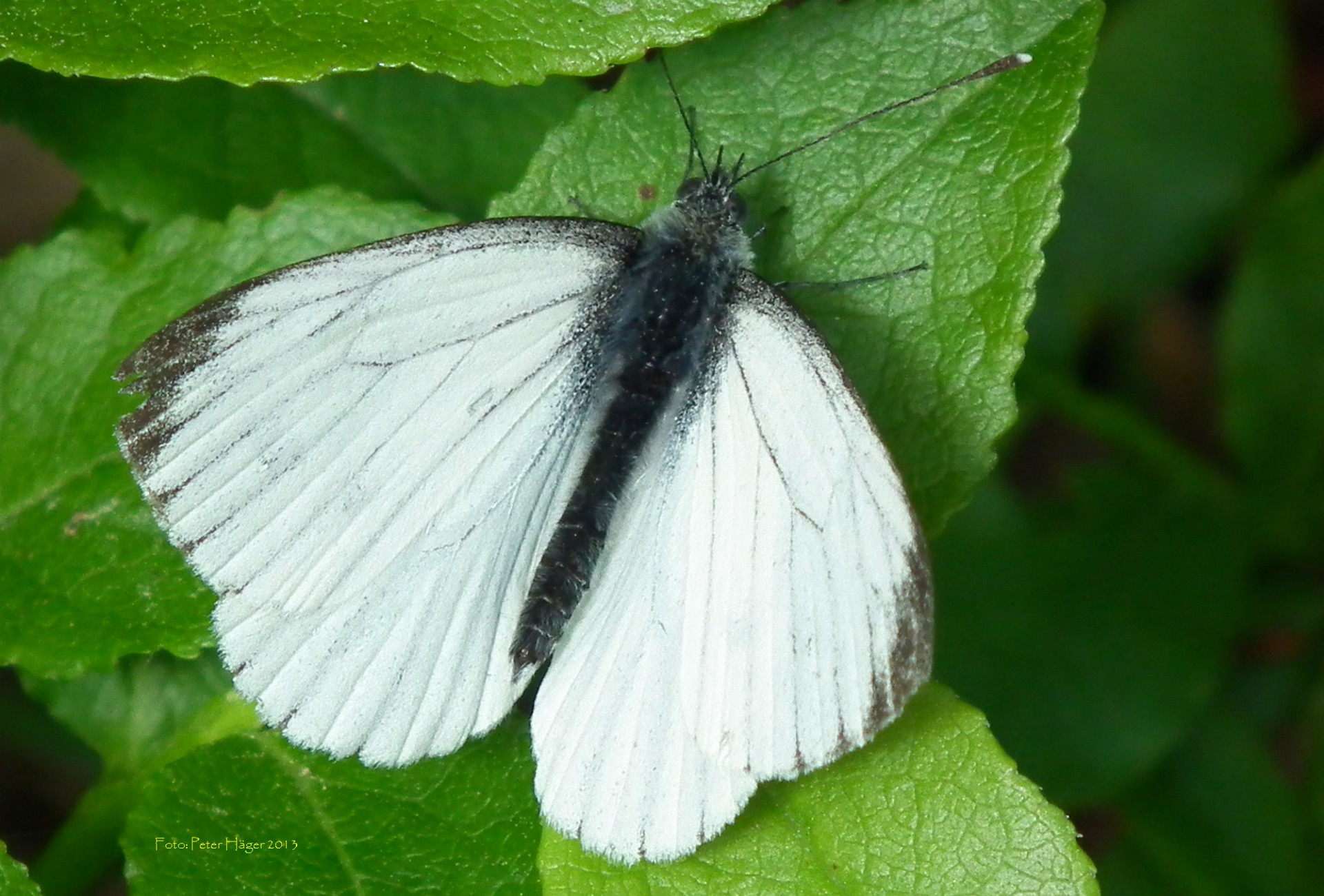 butterfly pieris brassicae cabbage butterfly free photo