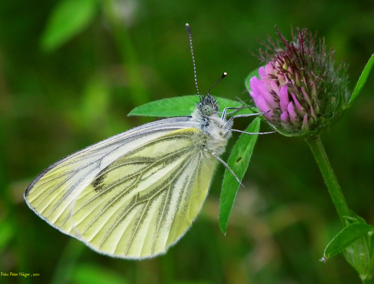 white butterfly brimstone free photo