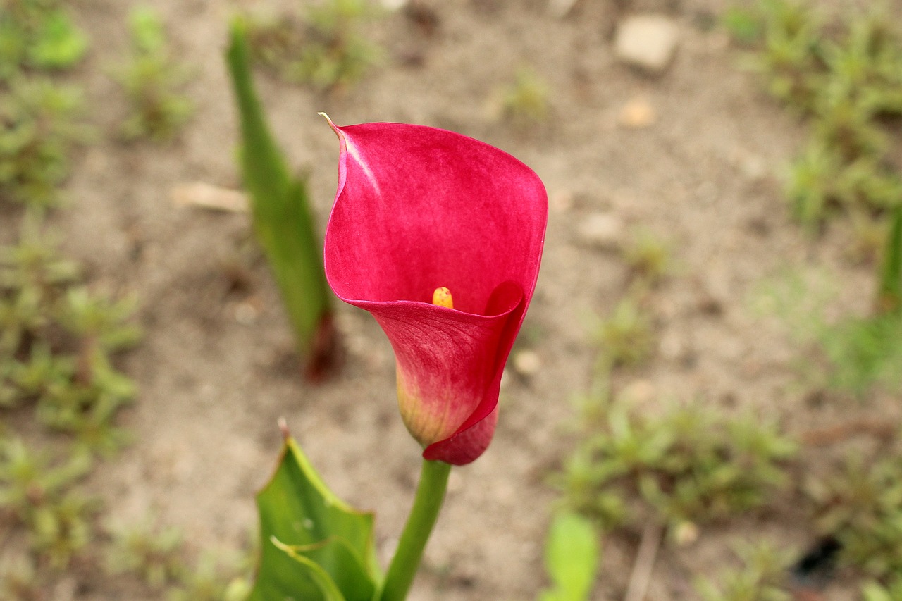 Один цветок в саду