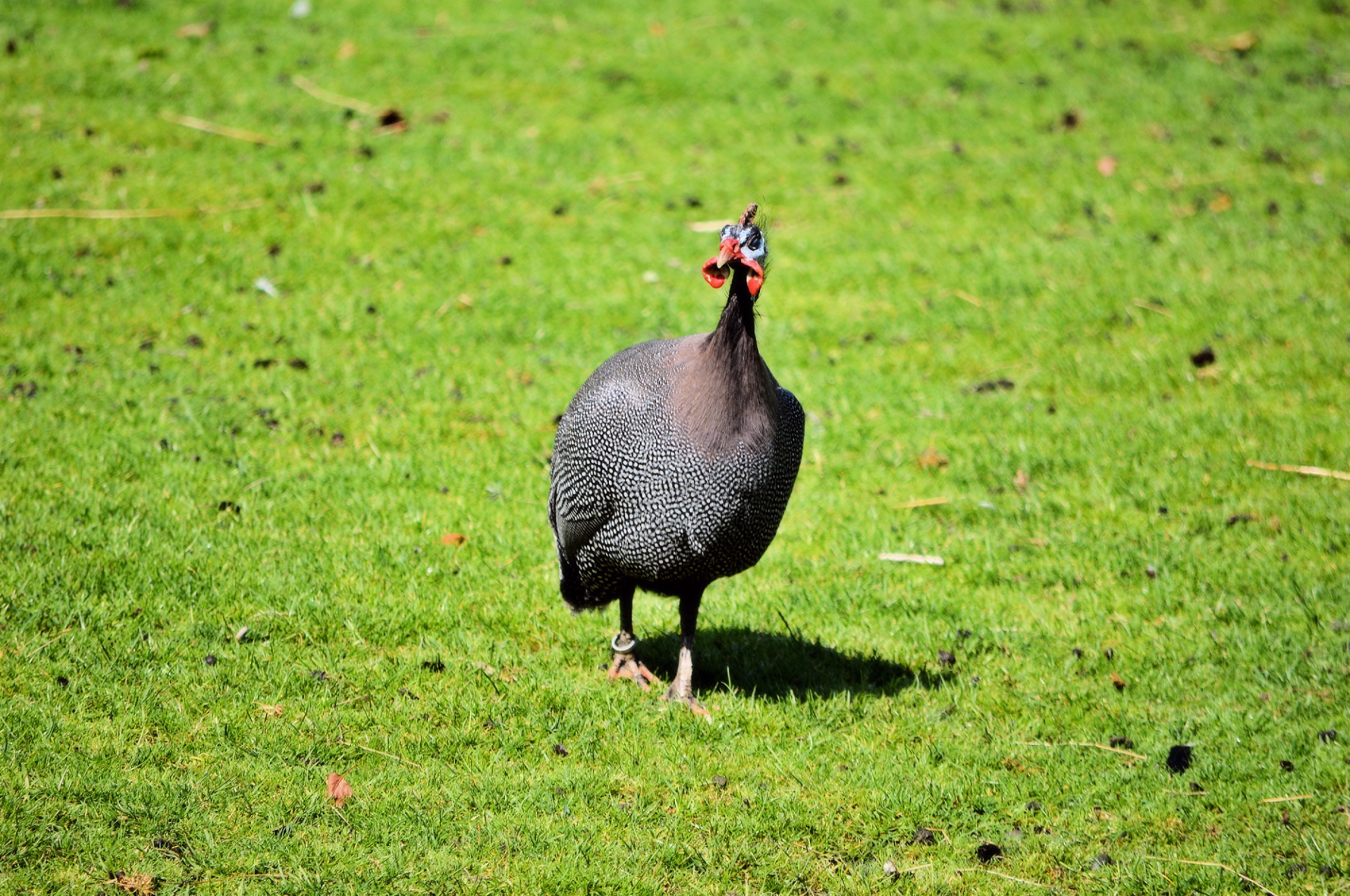 turkey animal park free photo