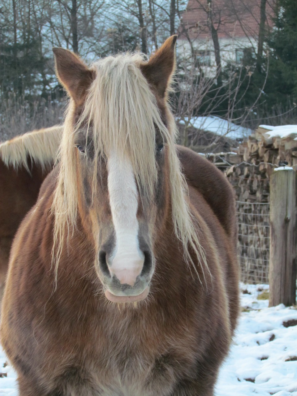 kaltblut horse winter free photo