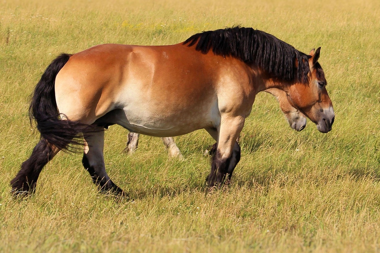 kaltblut horse mare free photo