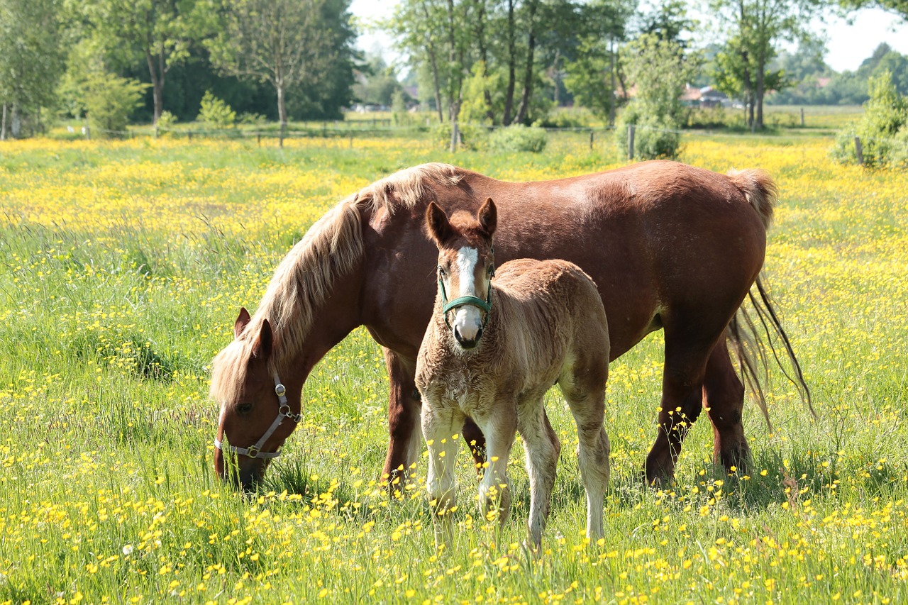 kaltblut horse animal free photo