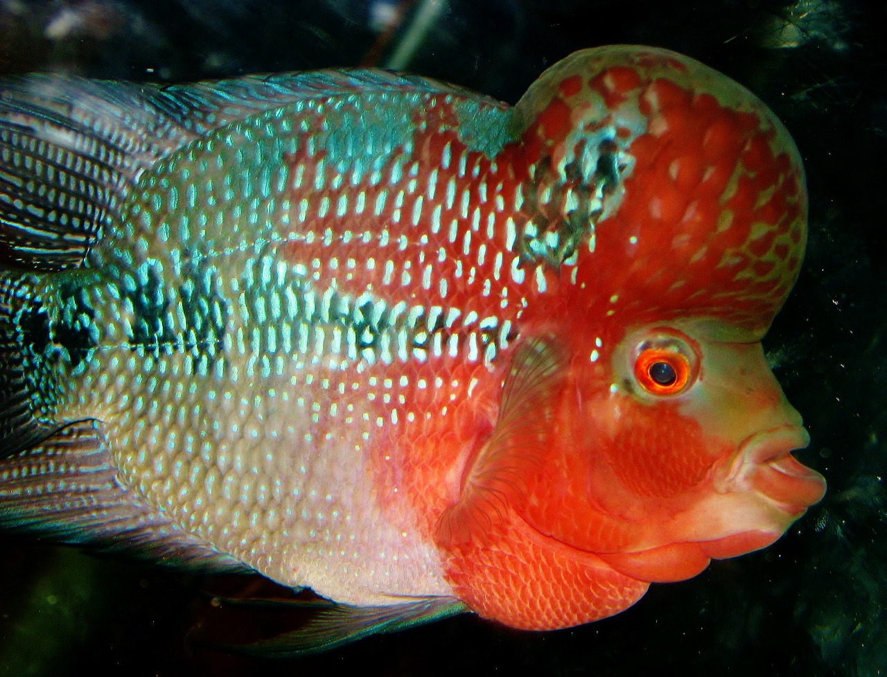 kamalau fish exotic free photo