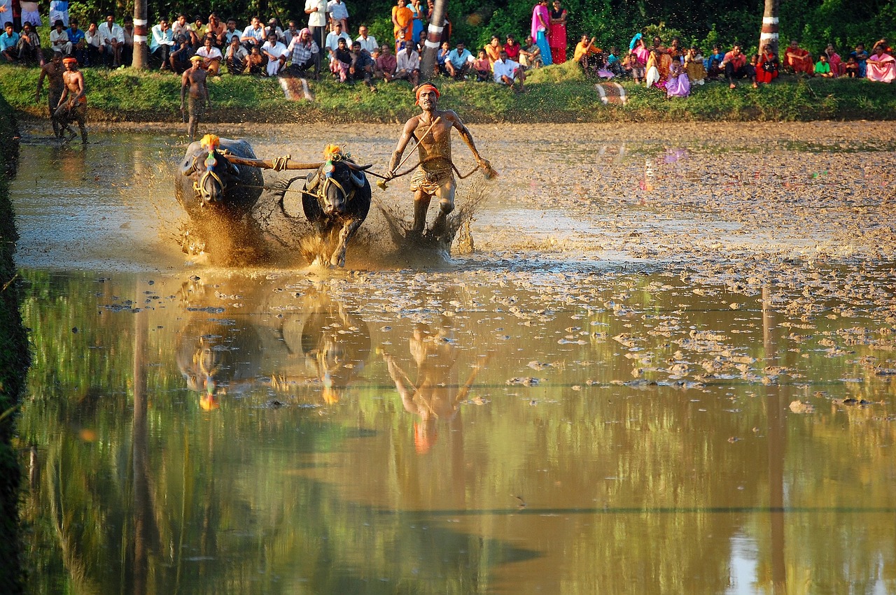 kambala race rural sports karnataka free photo