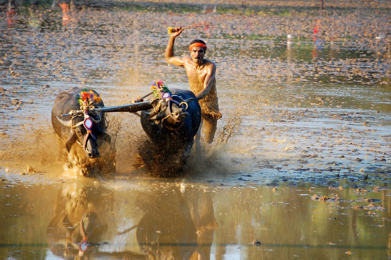 kambala race rural sports karnataka free photo