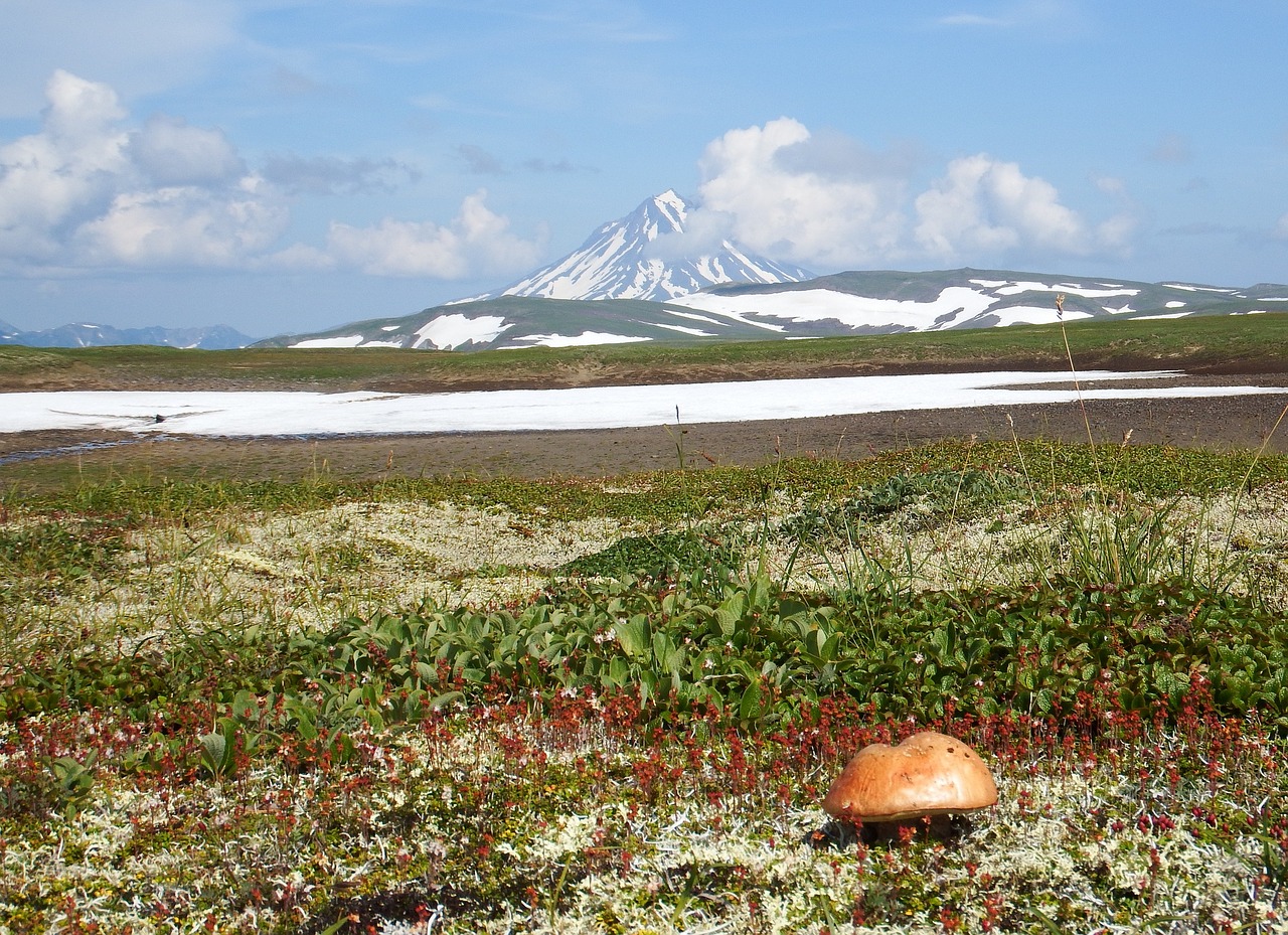 kamchatka mountain plateau mushroom free photo