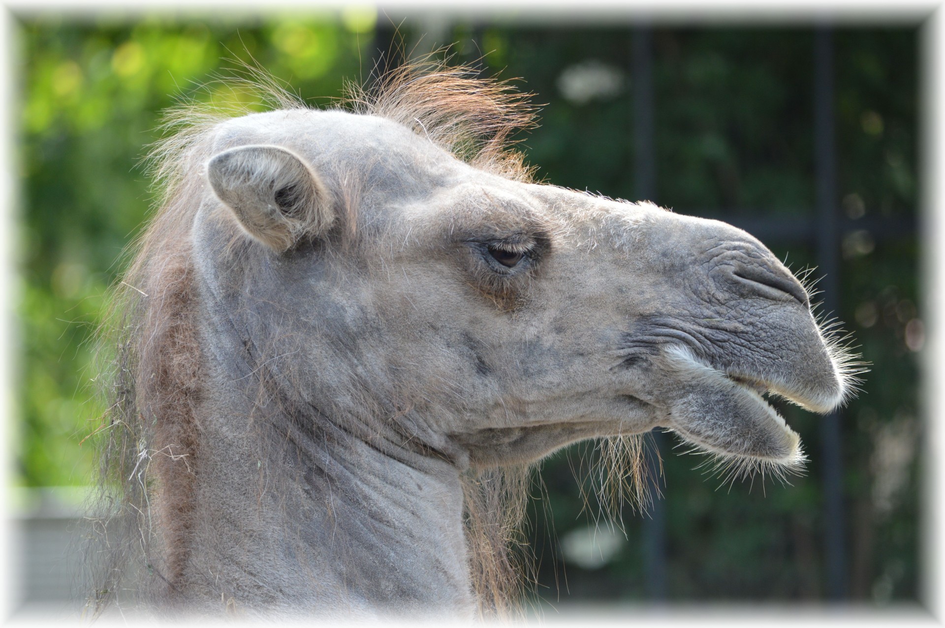 zoo camel animal free photo