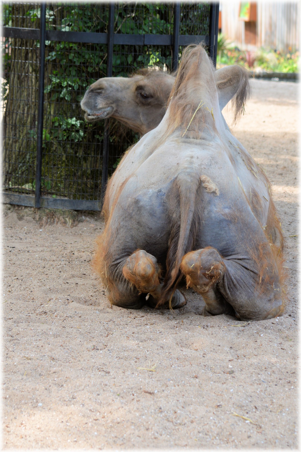 zoo camel animal free photo